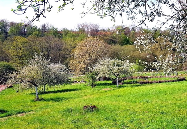 Blühende  Natur 