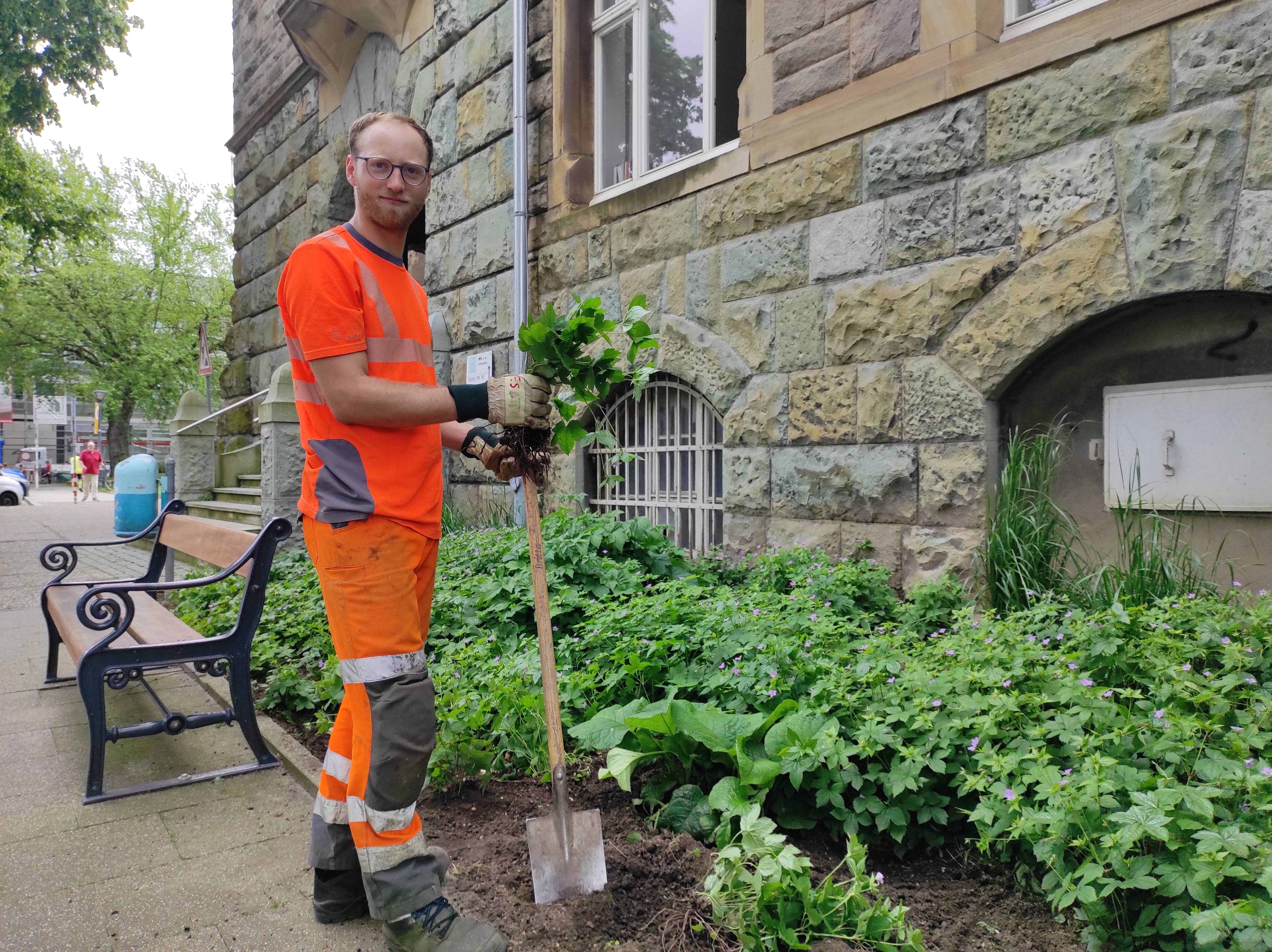 Staudenbeet vor dem Rathaus wird angelegt
