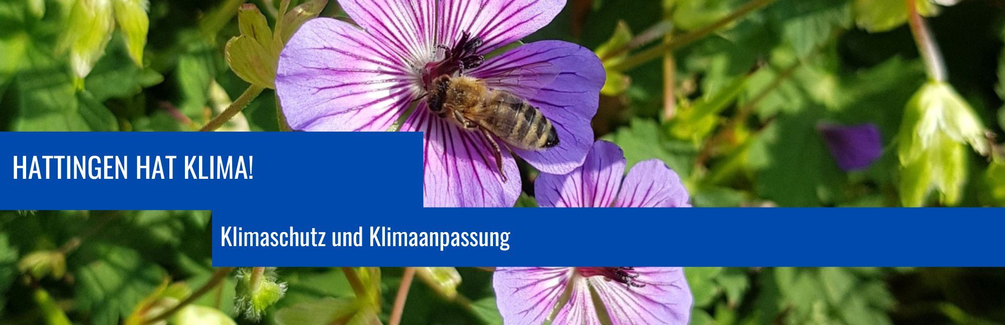 Geranium an der Stadtmauer