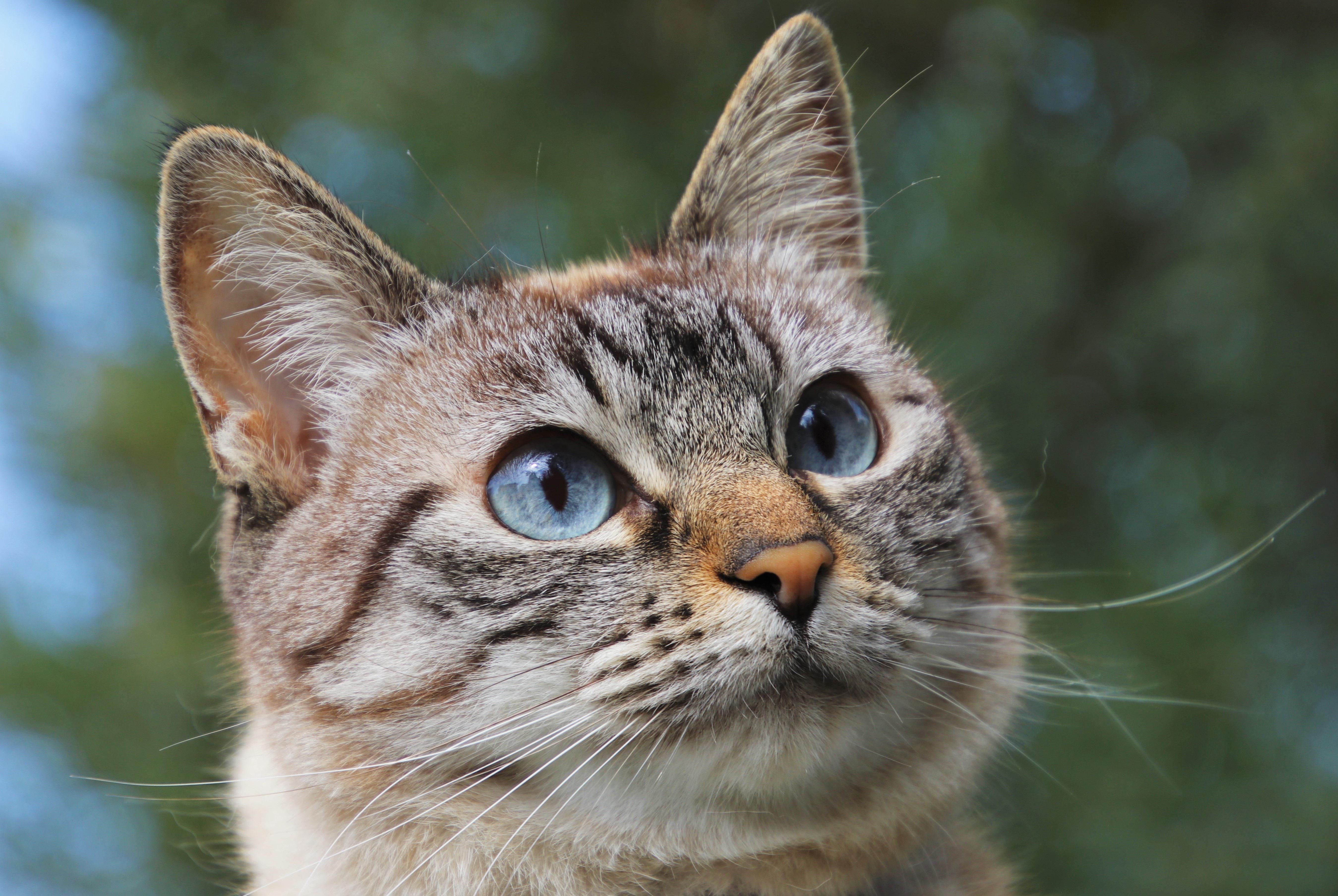 Katze Katze