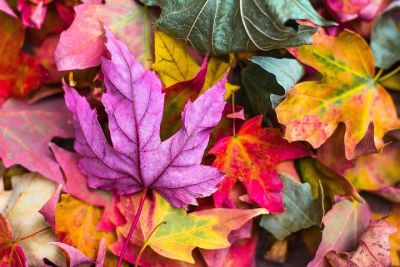 Buntes Herbstlaub