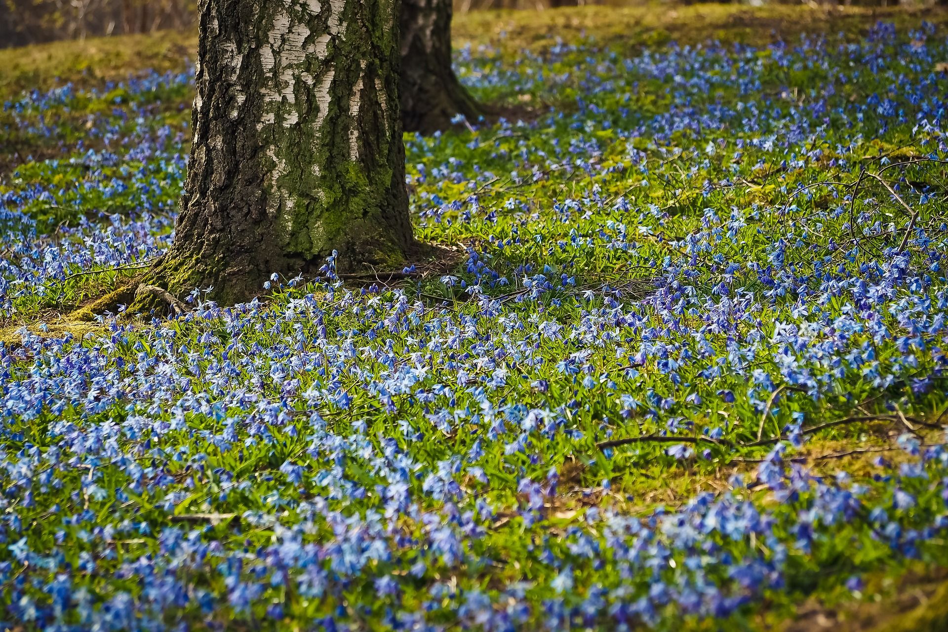 Baum im Frühling
