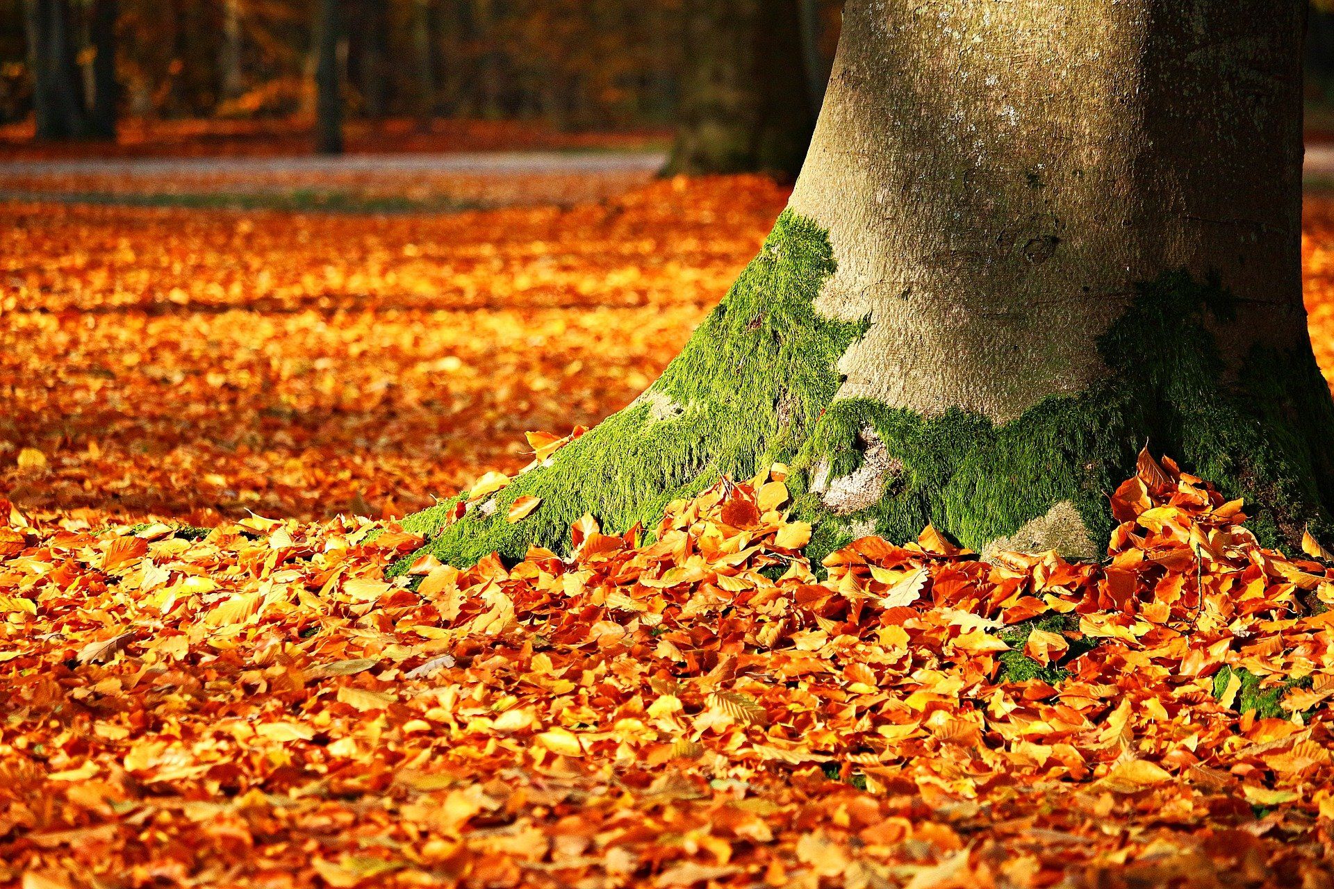Herbstliche Baumscheibe