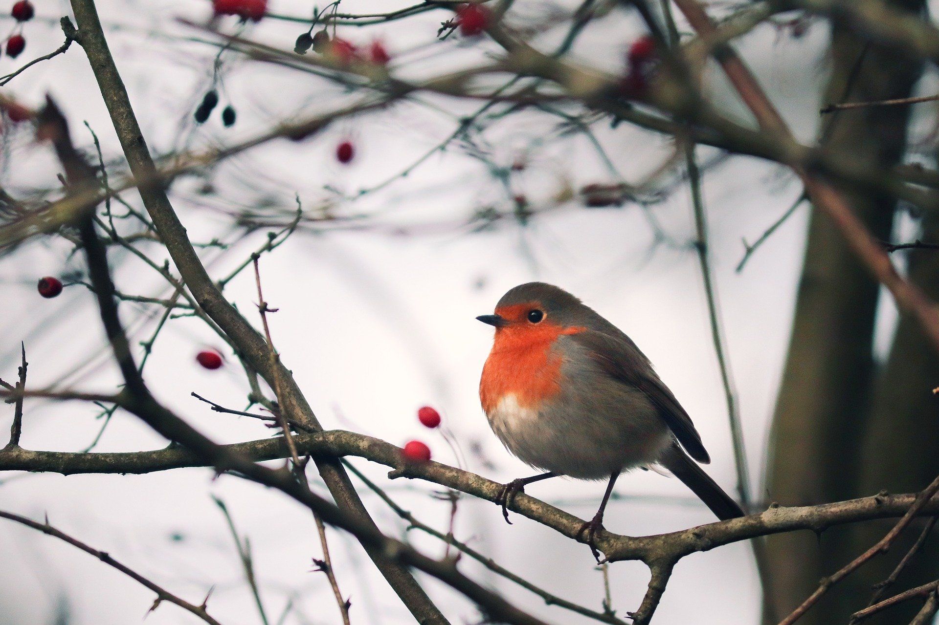 Wintervogel im Schnee