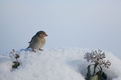 Vogel im Schnee