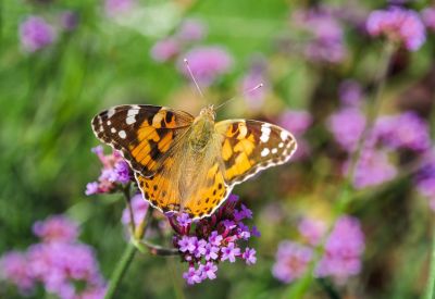 Schmetterling