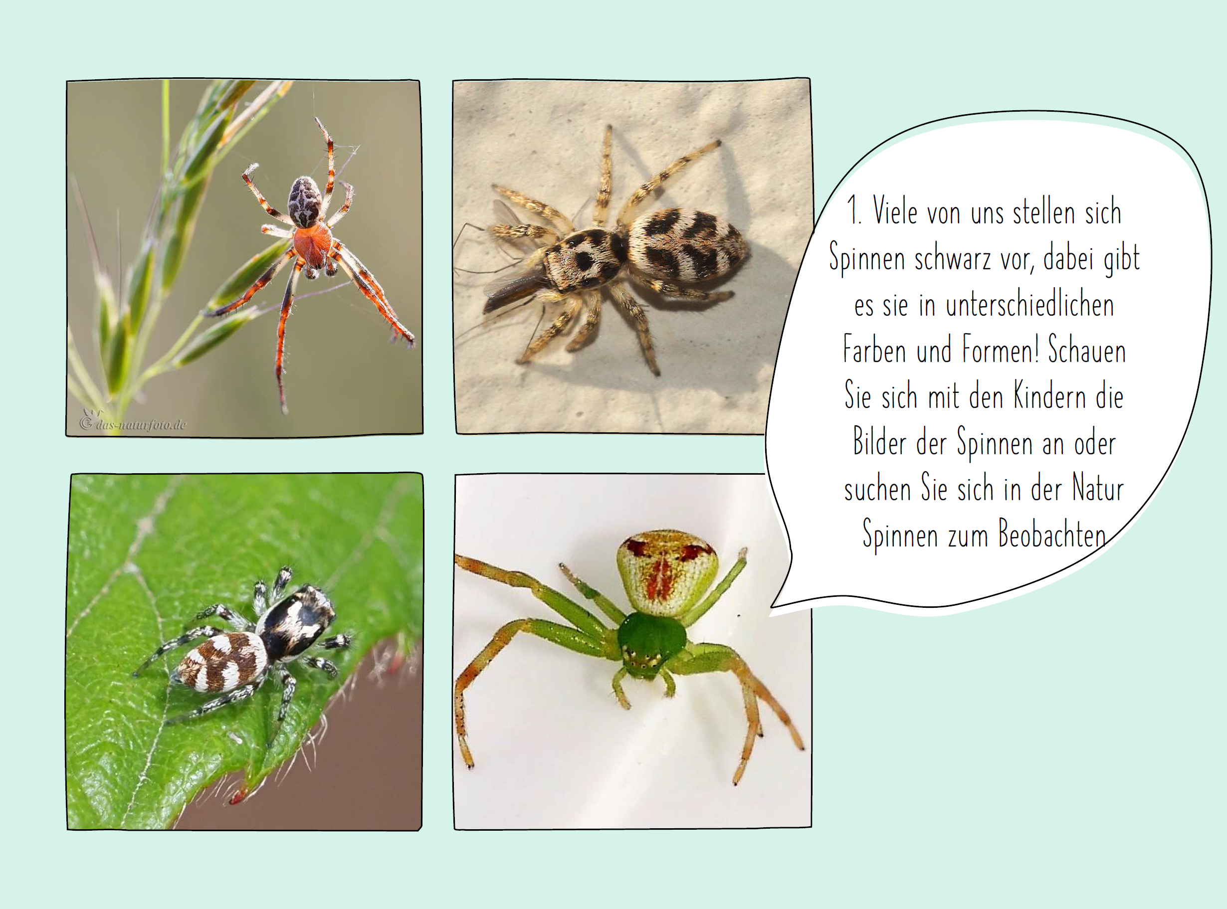 Anleitung Spinnen