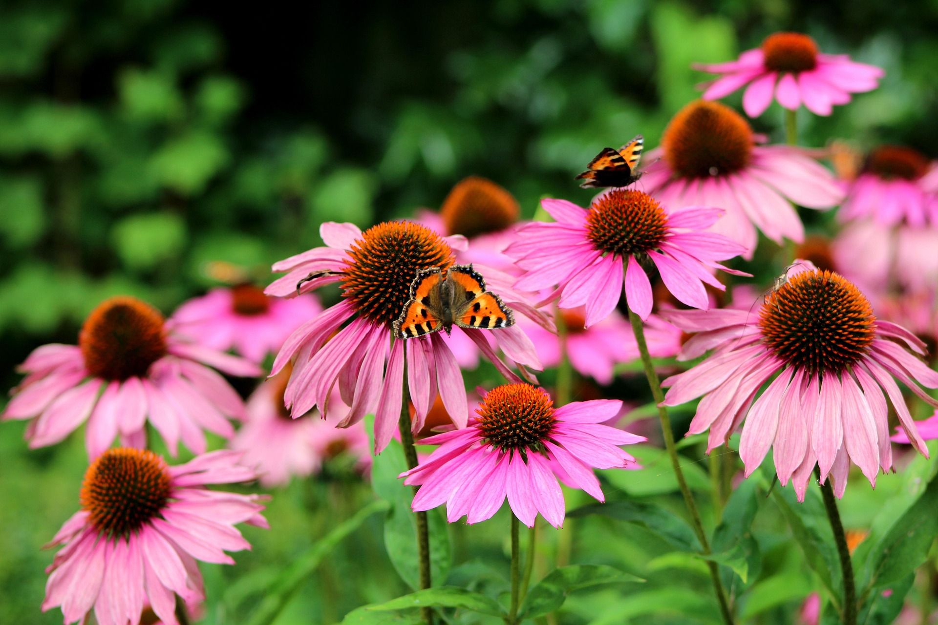 Sonnengut mit Schmetterling