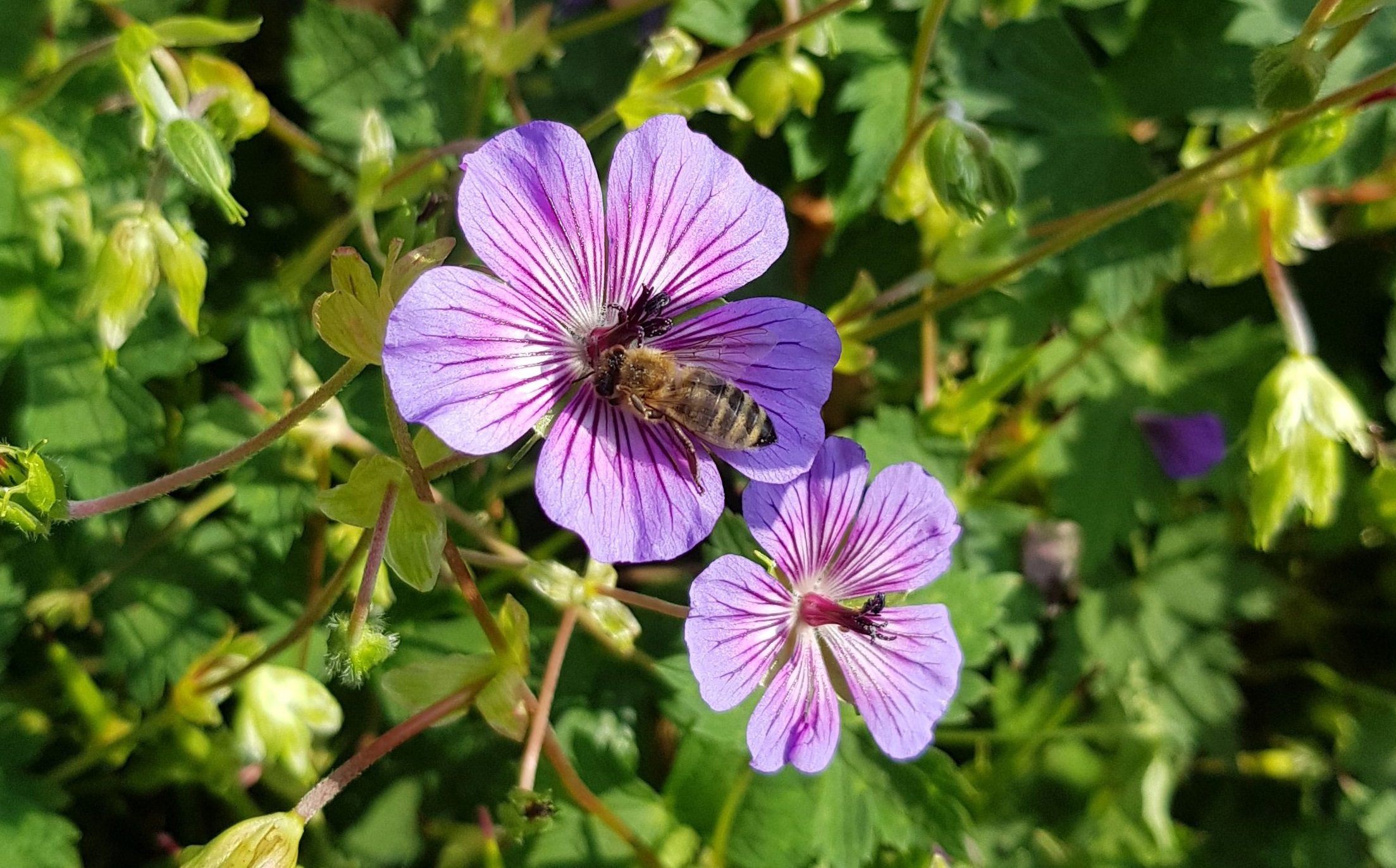 Bienen an einer Blüte