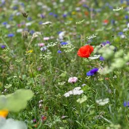 Wildblumenwiese 