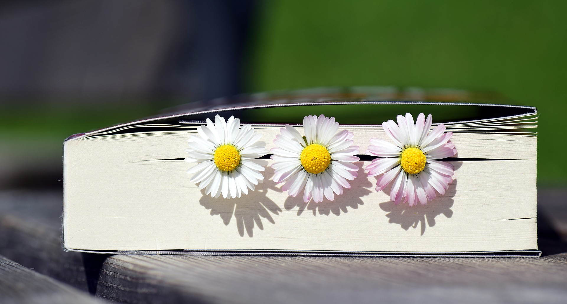Blumen im Buch 