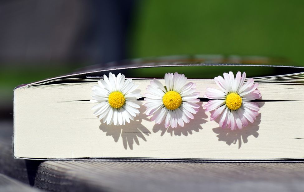 Gänseblumen im Buch 