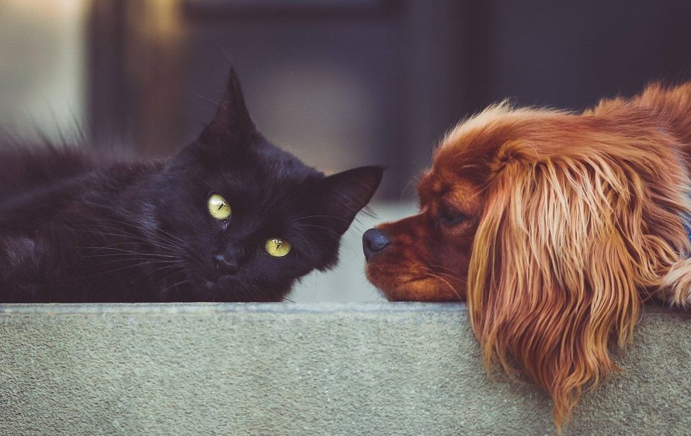 Katze und Hund