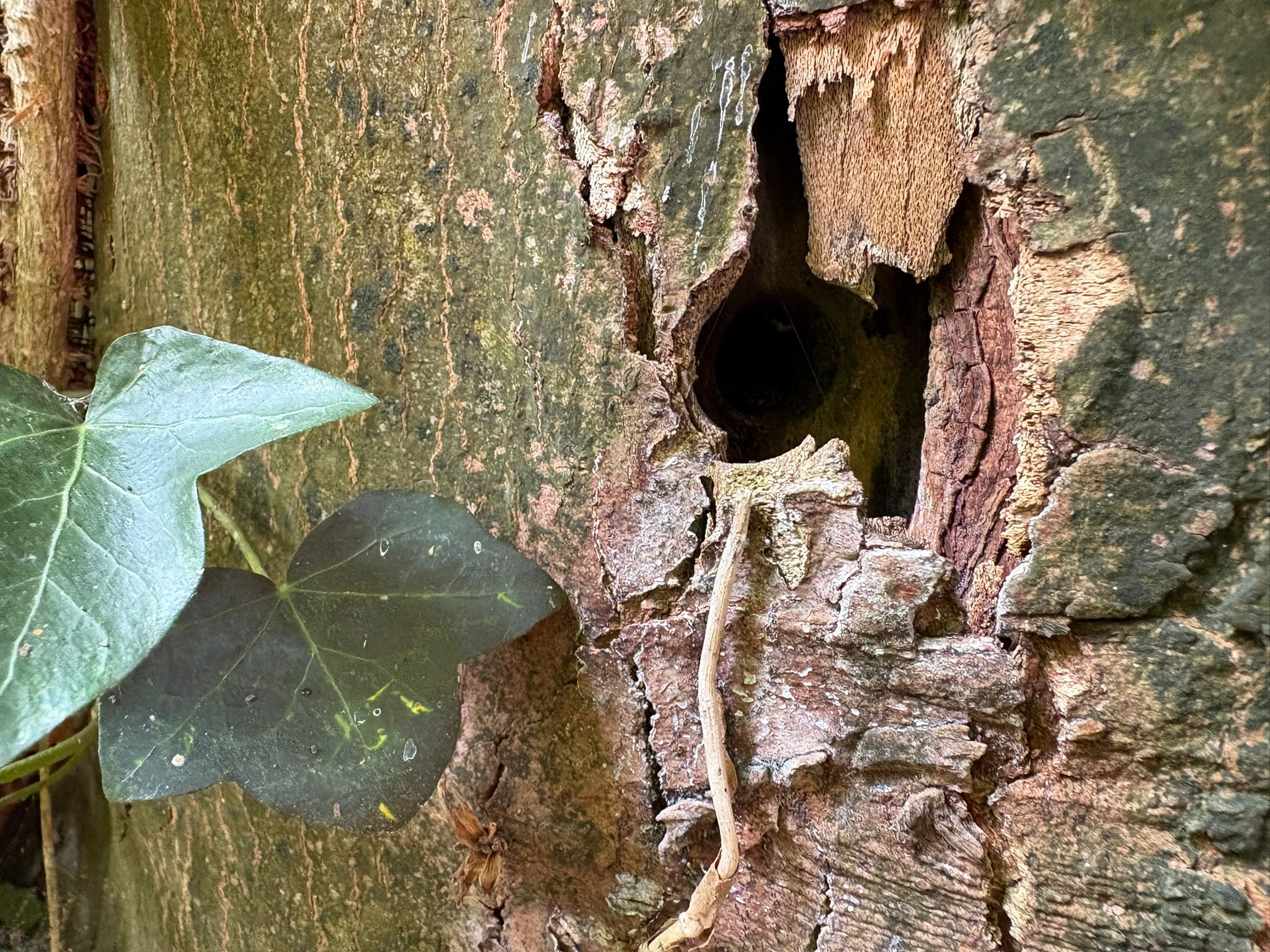 Angebohrter Baum in Welper 