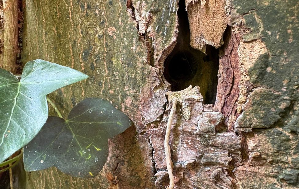 Angebohrter Baum in Welper 