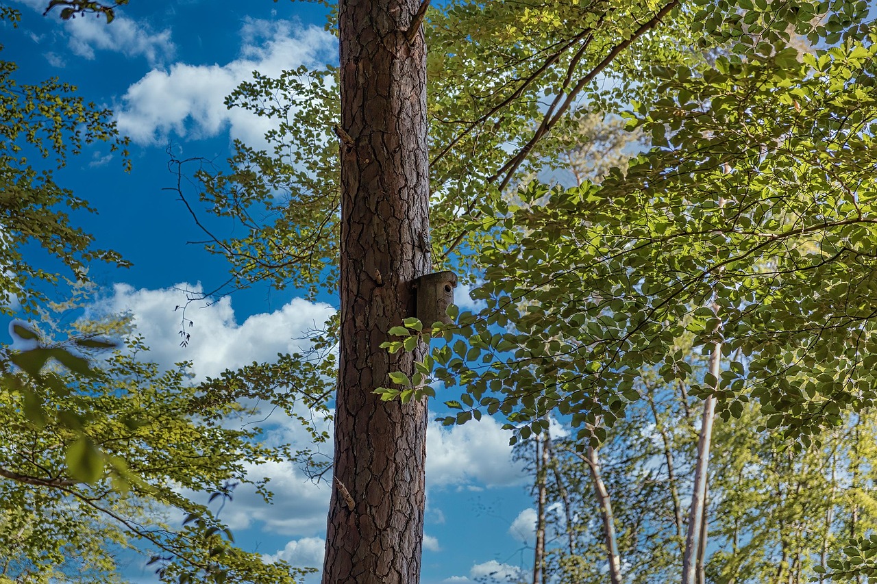 Baum 