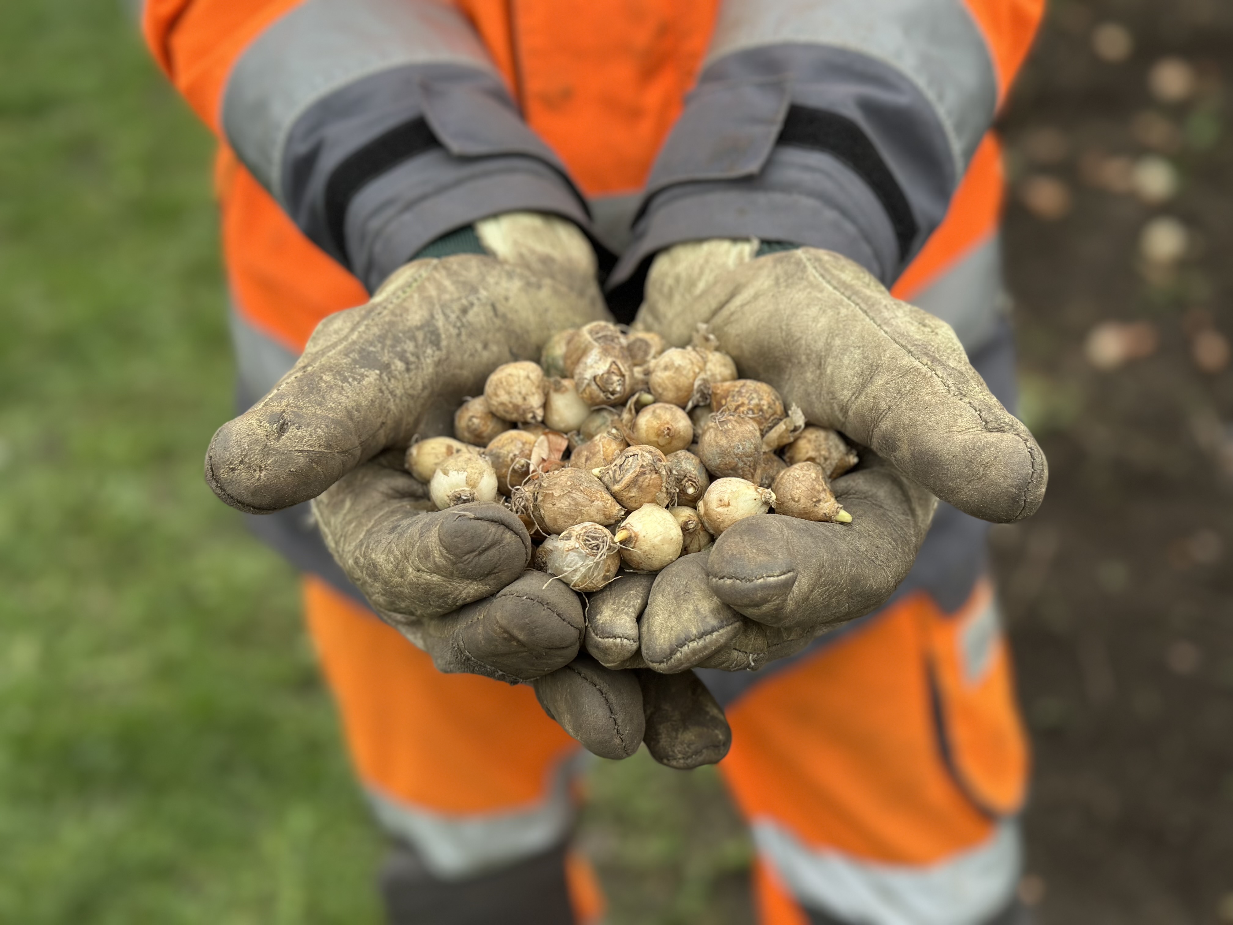 Eine handvoll Blumenzwiebeln 