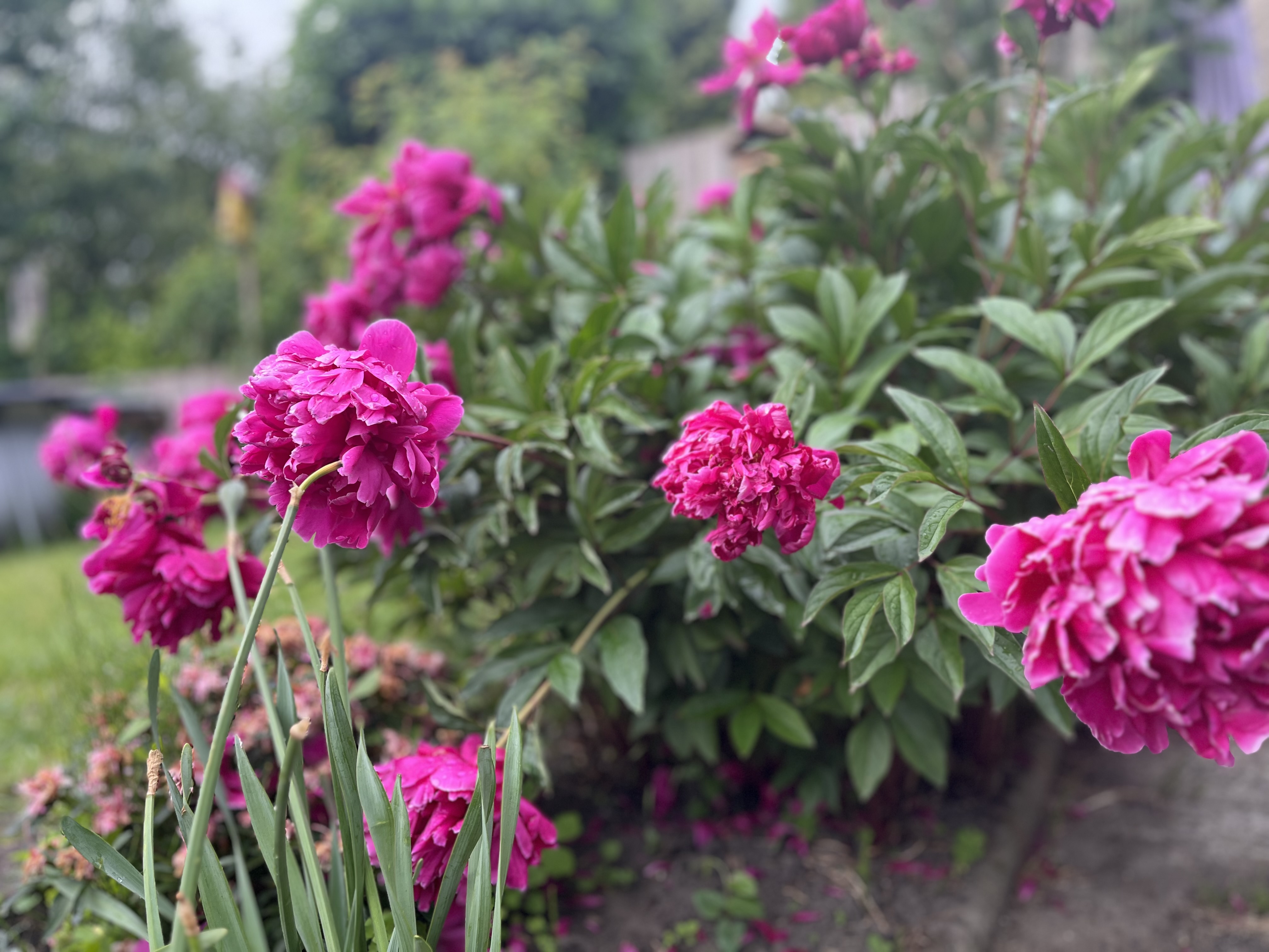 pinke Pfingstrose im Garten