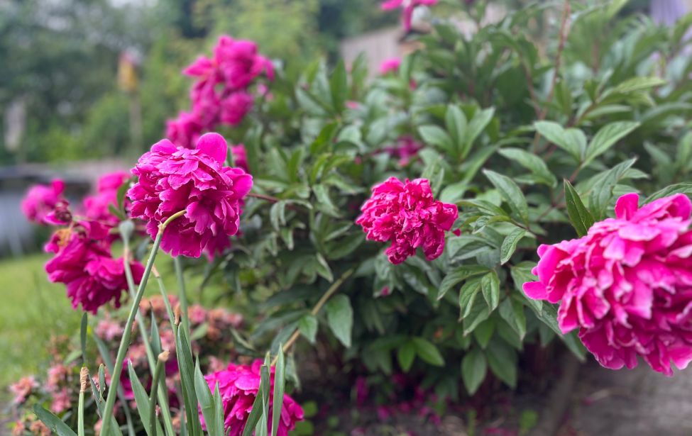 pinke Pfingstrose im Garten