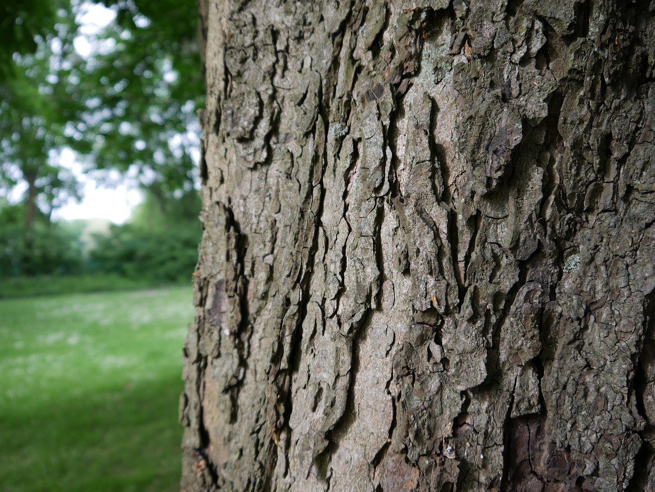Baum
