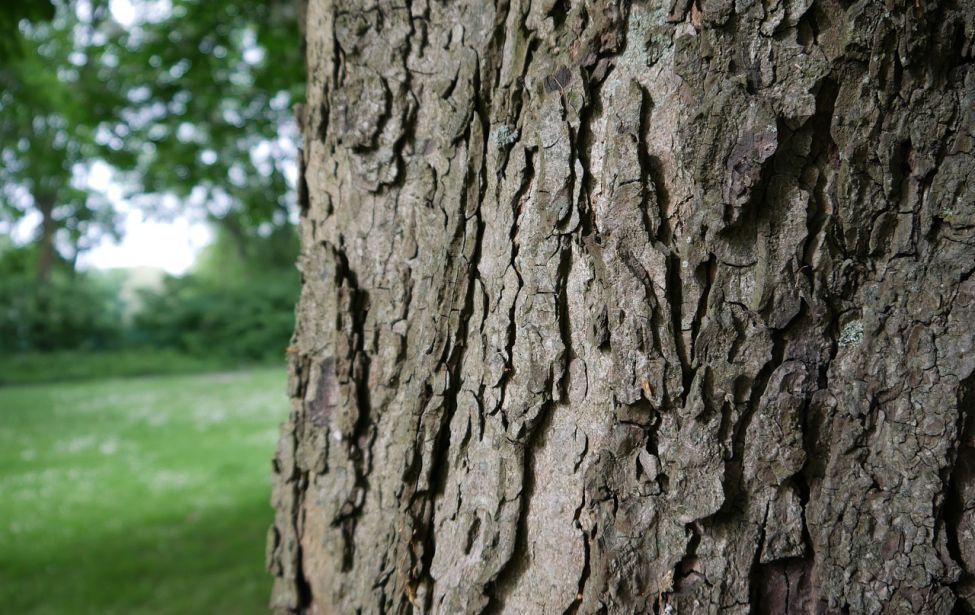 Baum