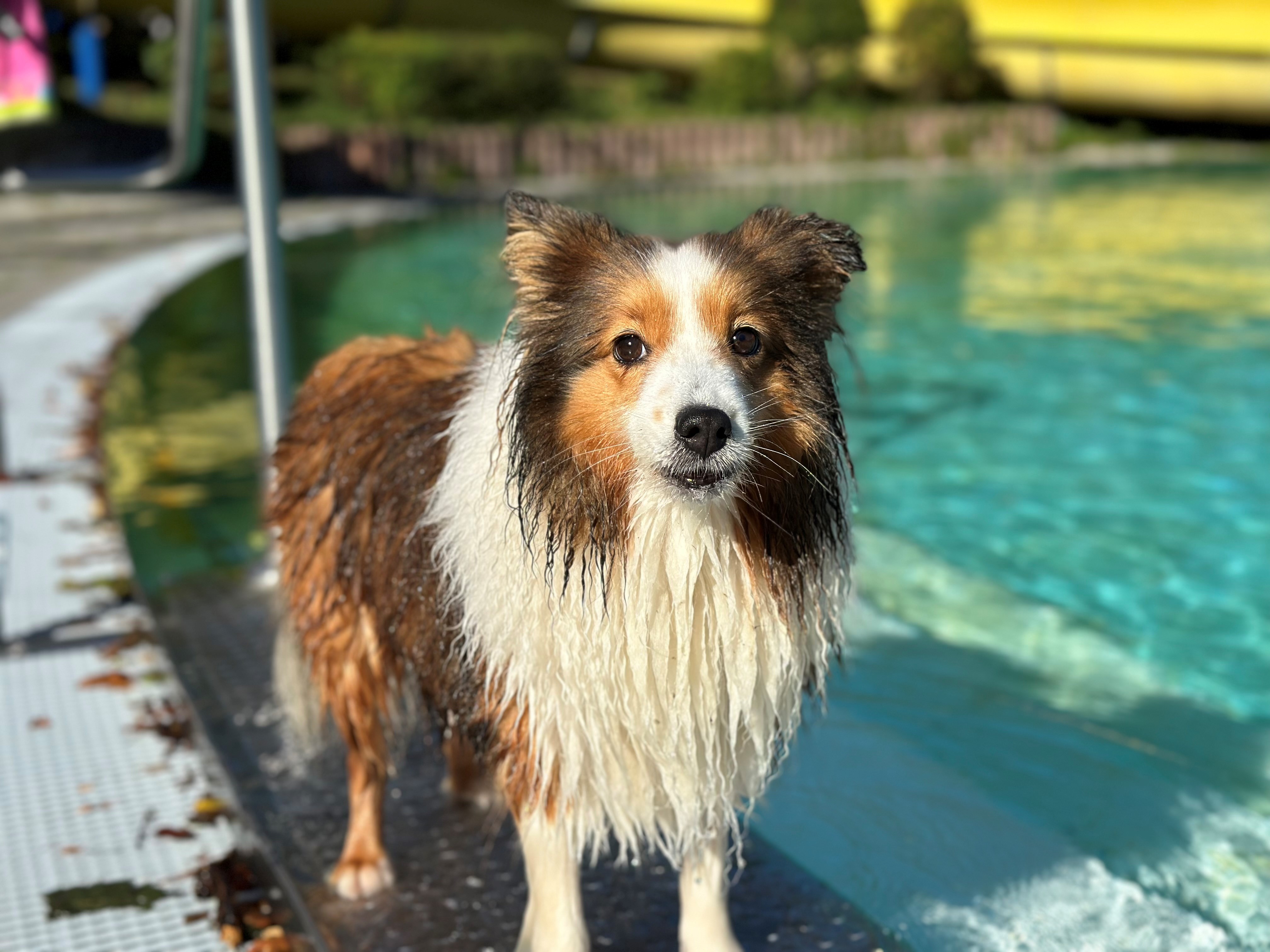 Hund im Freibad Welper