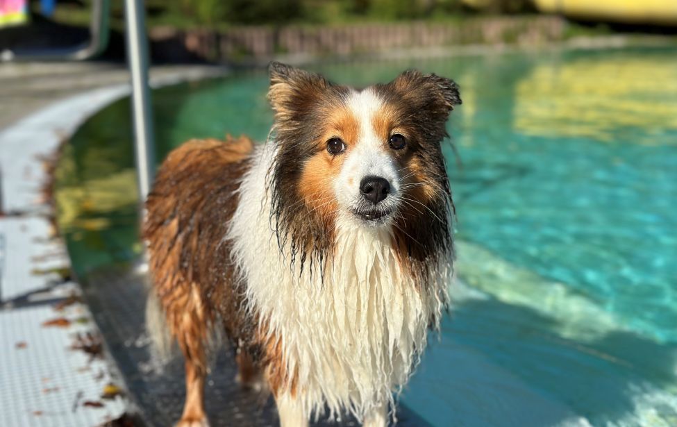 Hund im Freibad Welper
