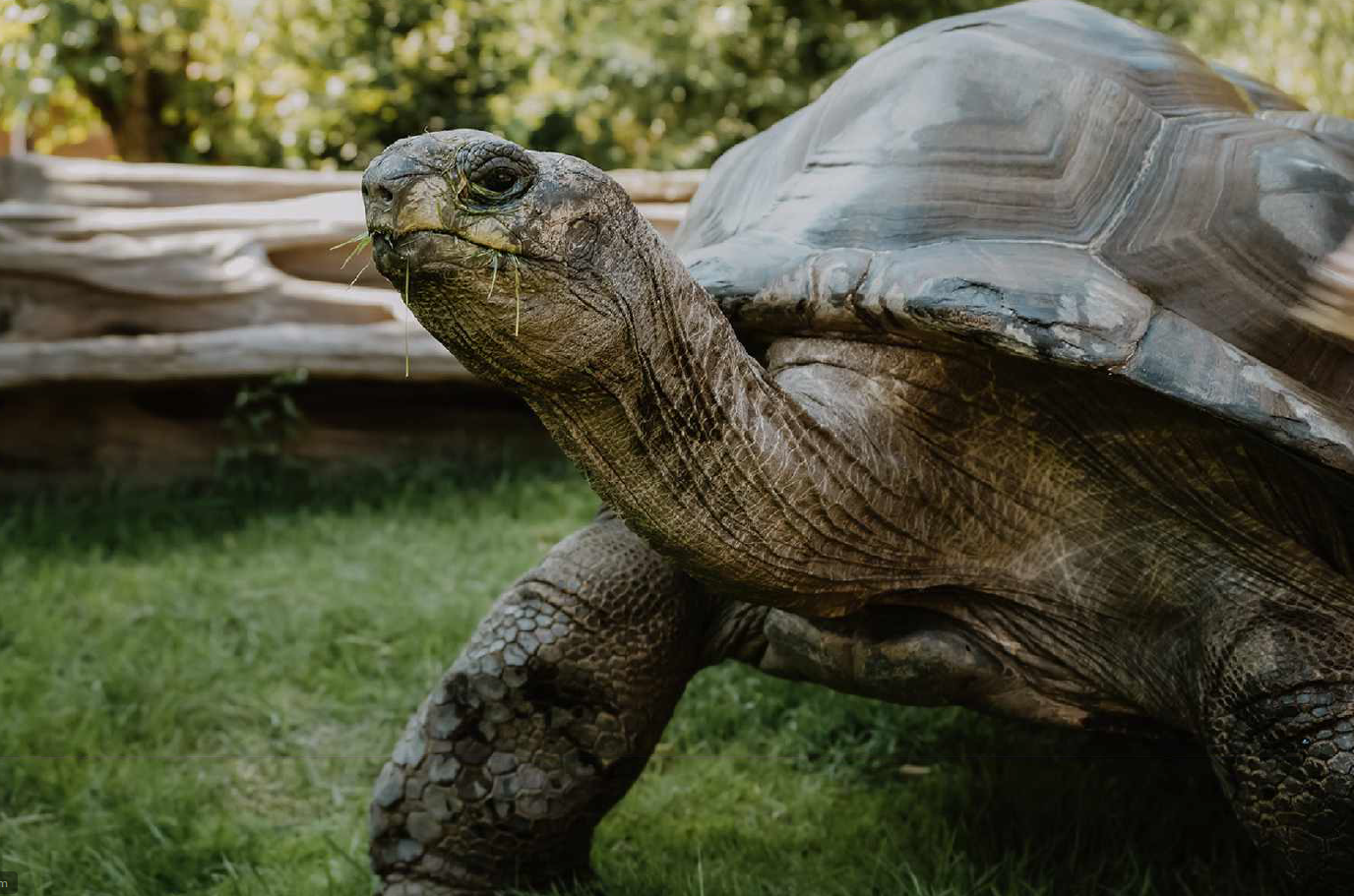 Fotografie einer Schildkröte