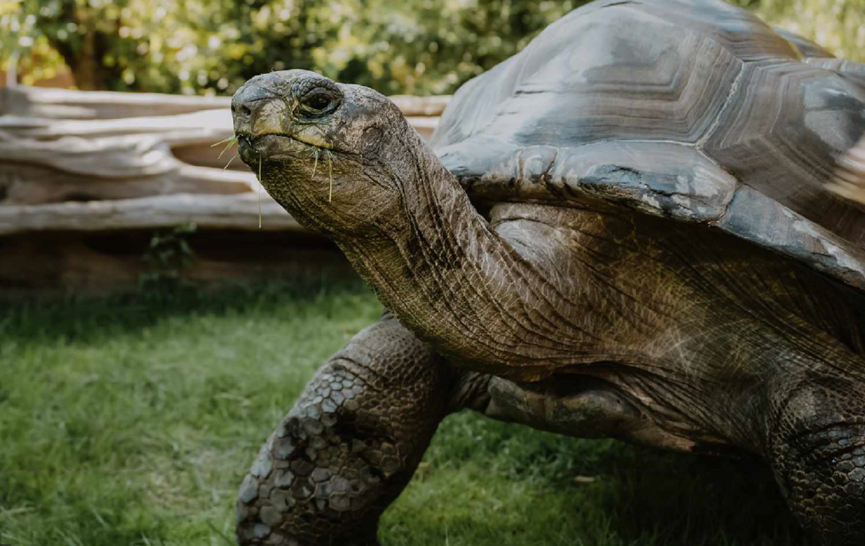 Fotografie einer Schildkröte