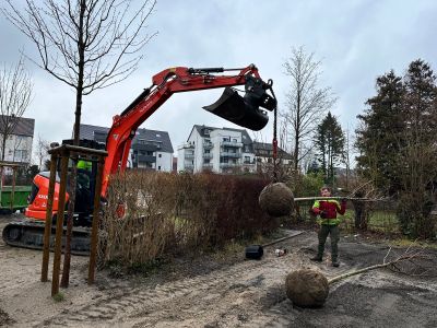 Baum wird eingehoben.