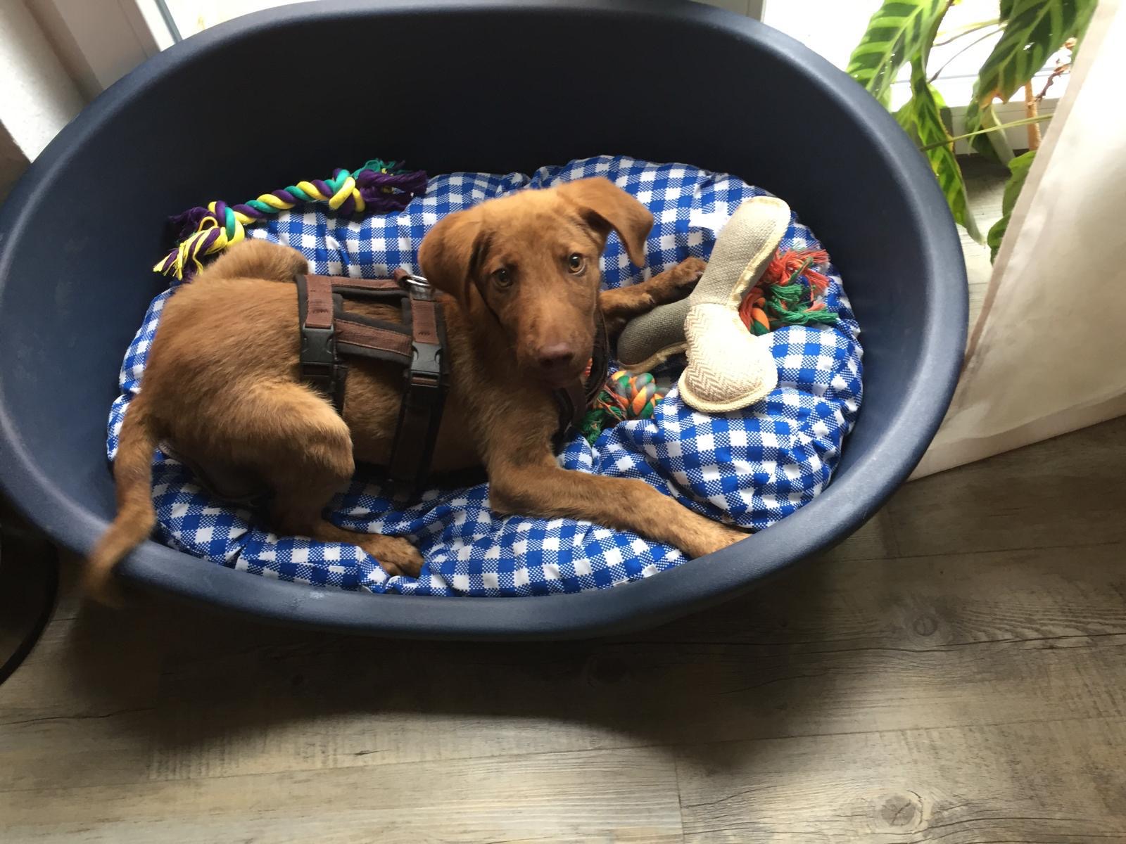 Hund in einem Korb 