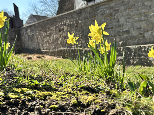Die ersten Narzissen blühen