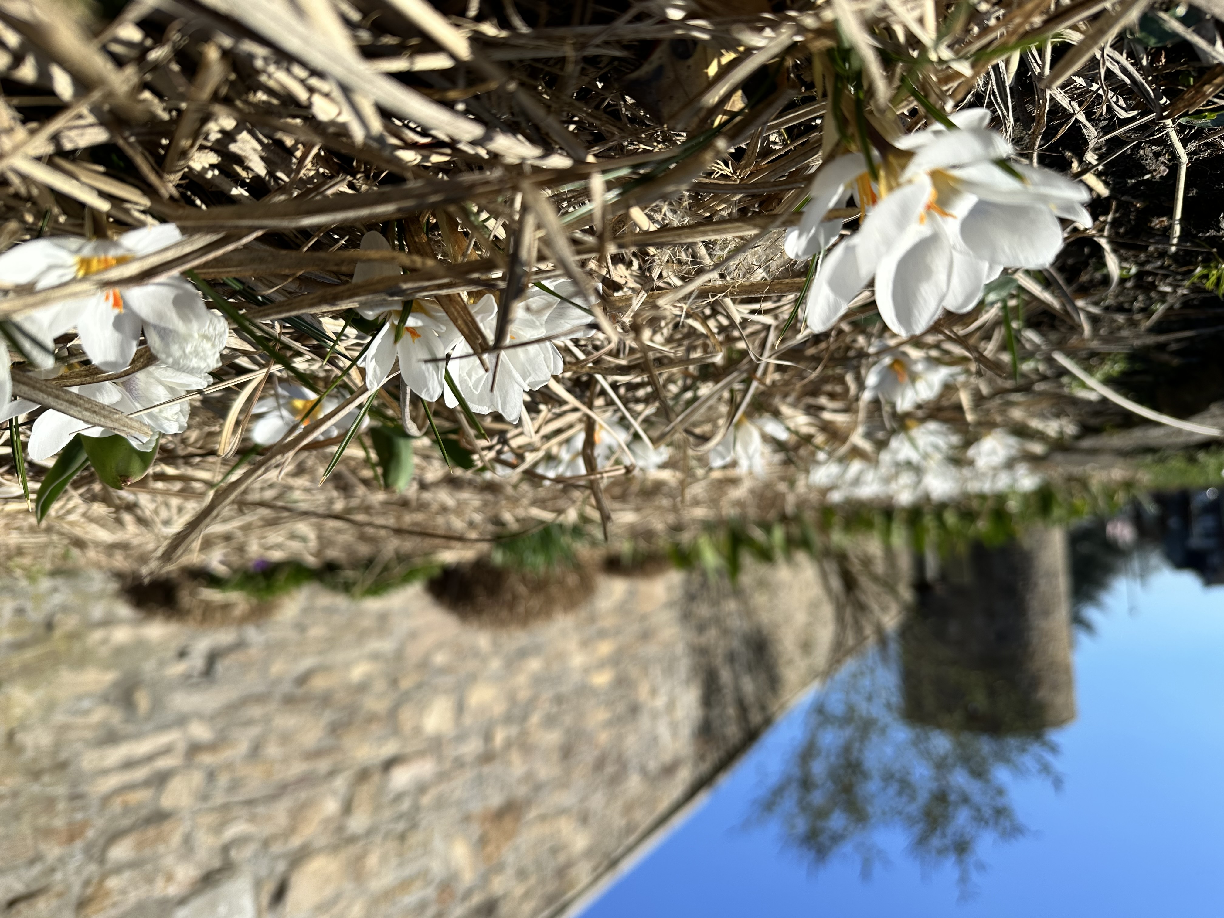 Die ersten Krokusse blühen