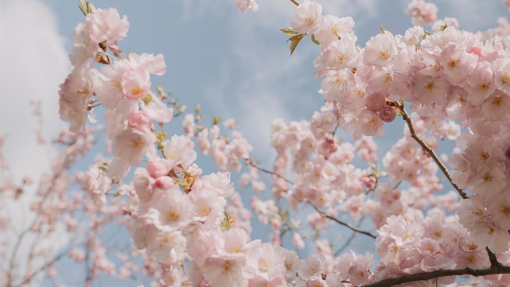 Fotografie von Kirschblüten vor blauem Himmel