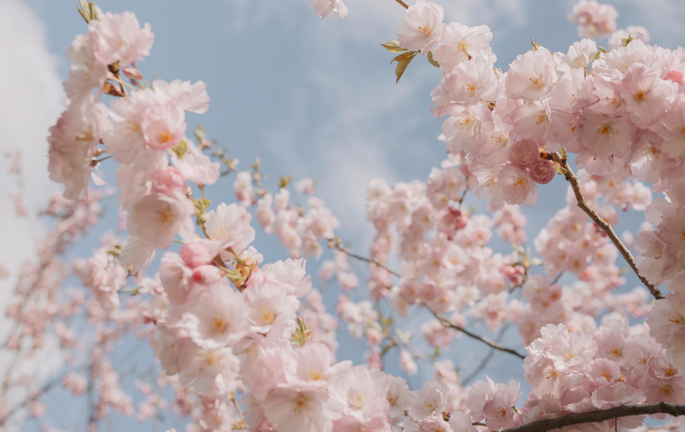 Fotografie von Kirschblüten vor blauem Himmel